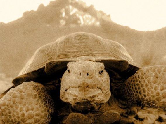 Cover Volume 23, sepia closeup of large tortoise