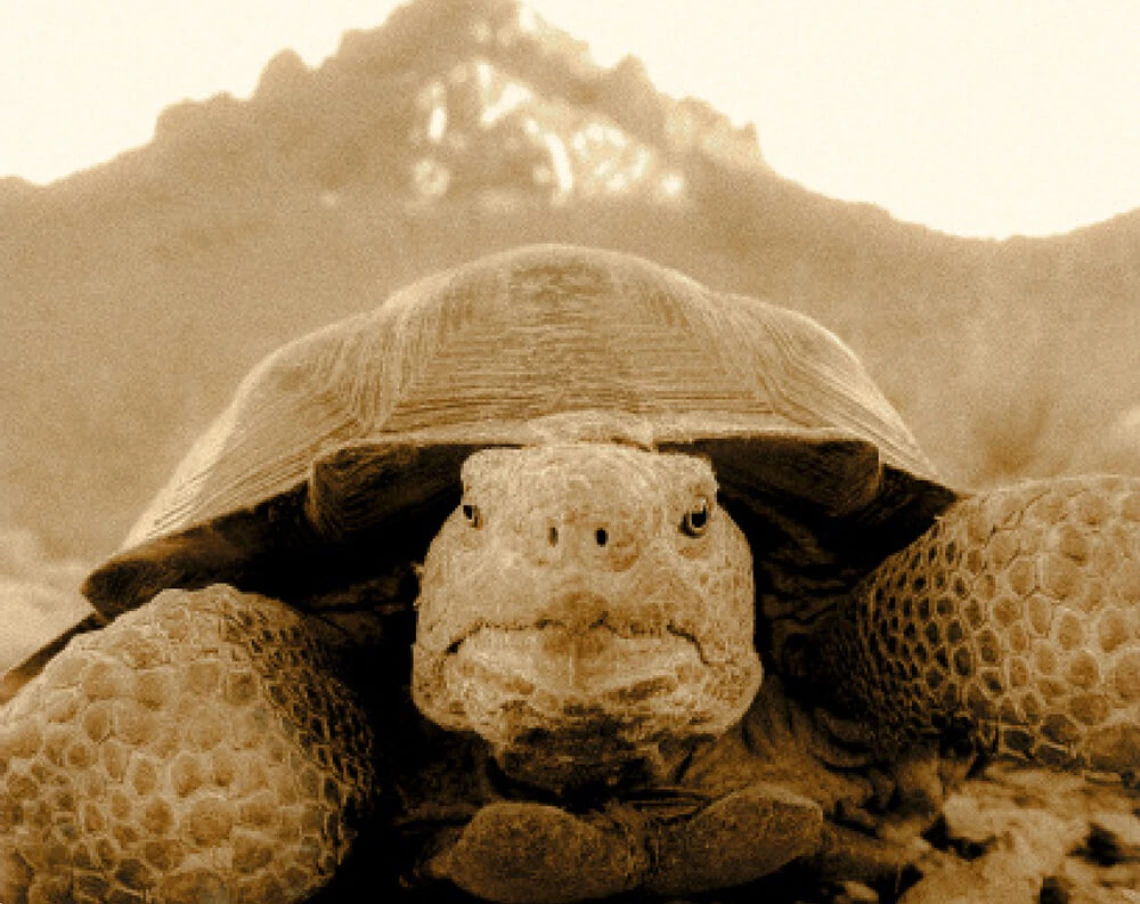 Cover Volume 23, sepia closeup of large tortoise